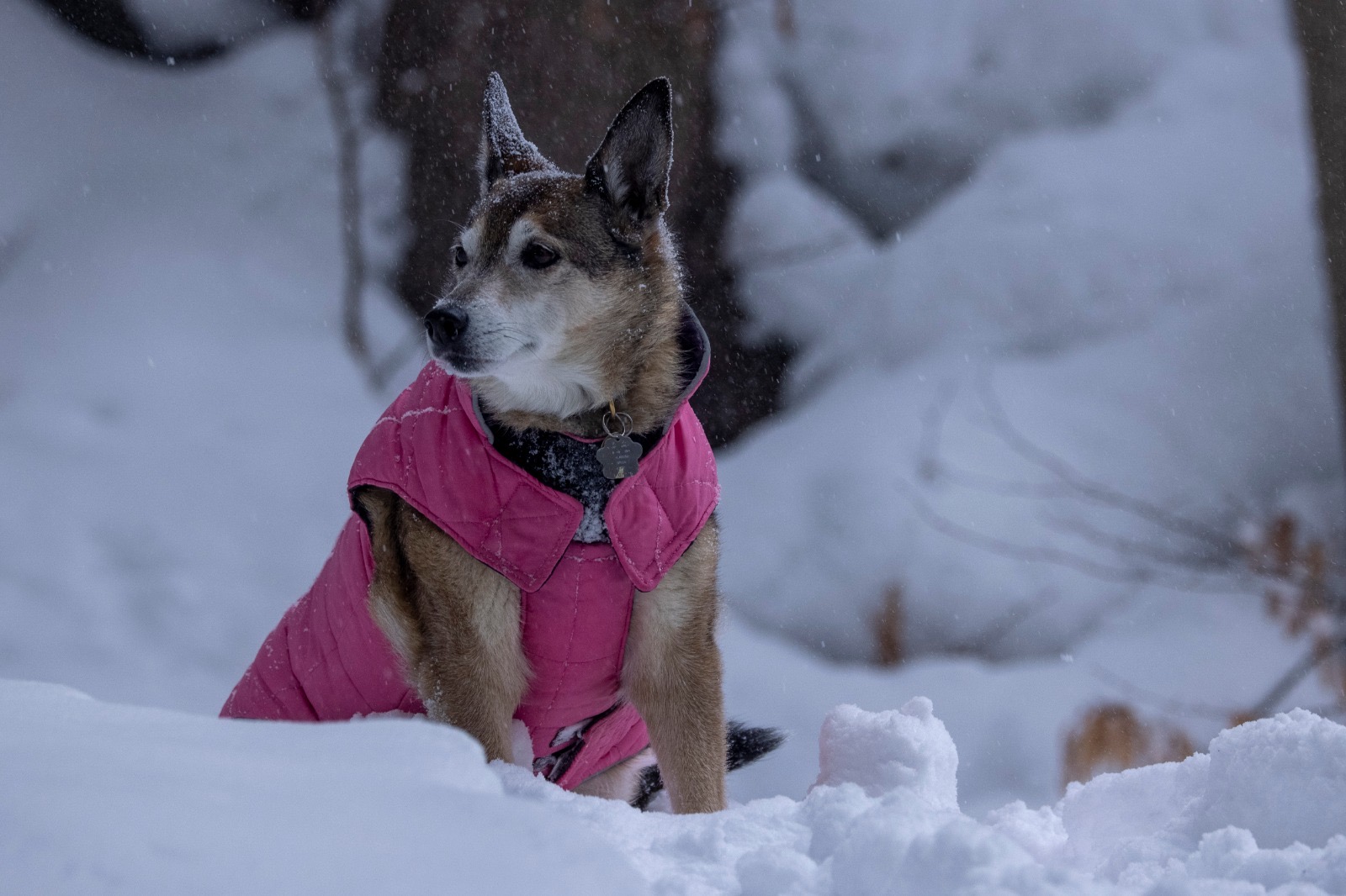 96218dbd-f9e3-4cbd-a752-09bfb41f018e